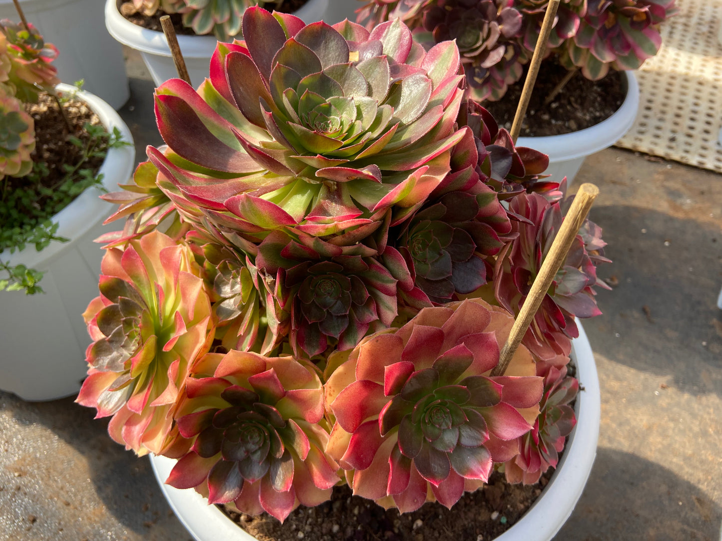 Aeonium rotate variegated