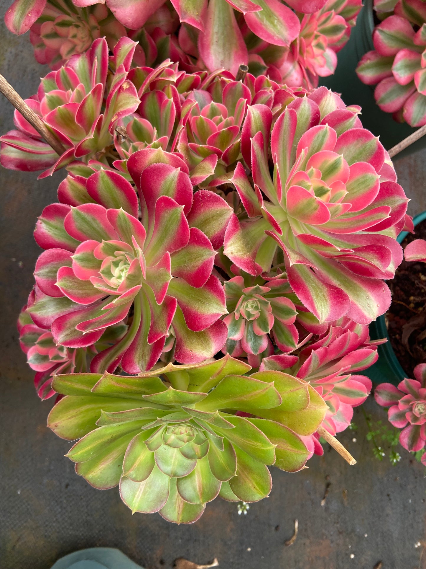 Aeonium Two  color pink witch variegated