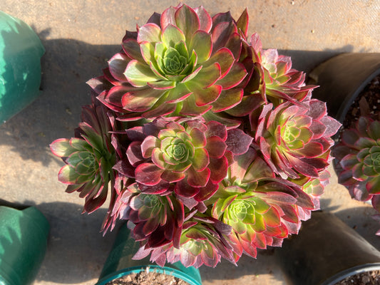 Aeonium Halloween yellow variegated