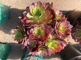 Aeonium Halloween yellow variegated