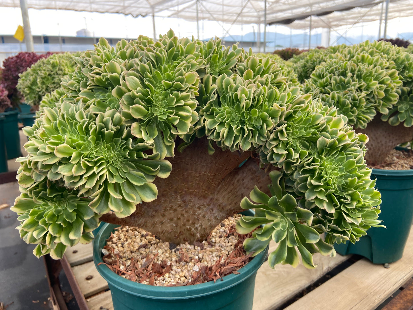 Aeonium Green sunny variegated crested