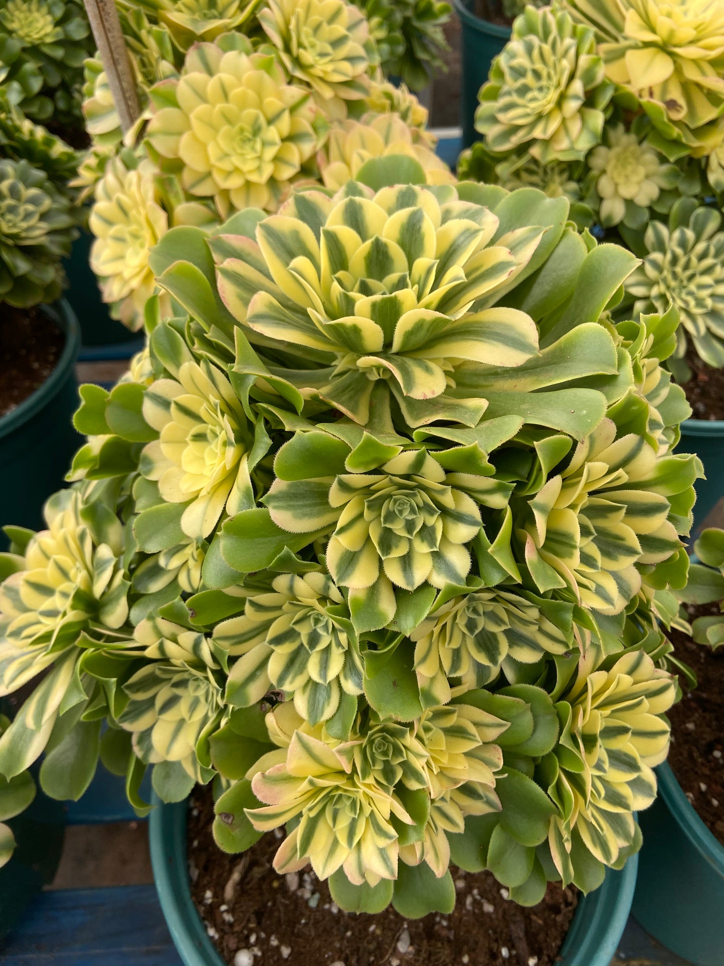 Aeonium xingniya variegated