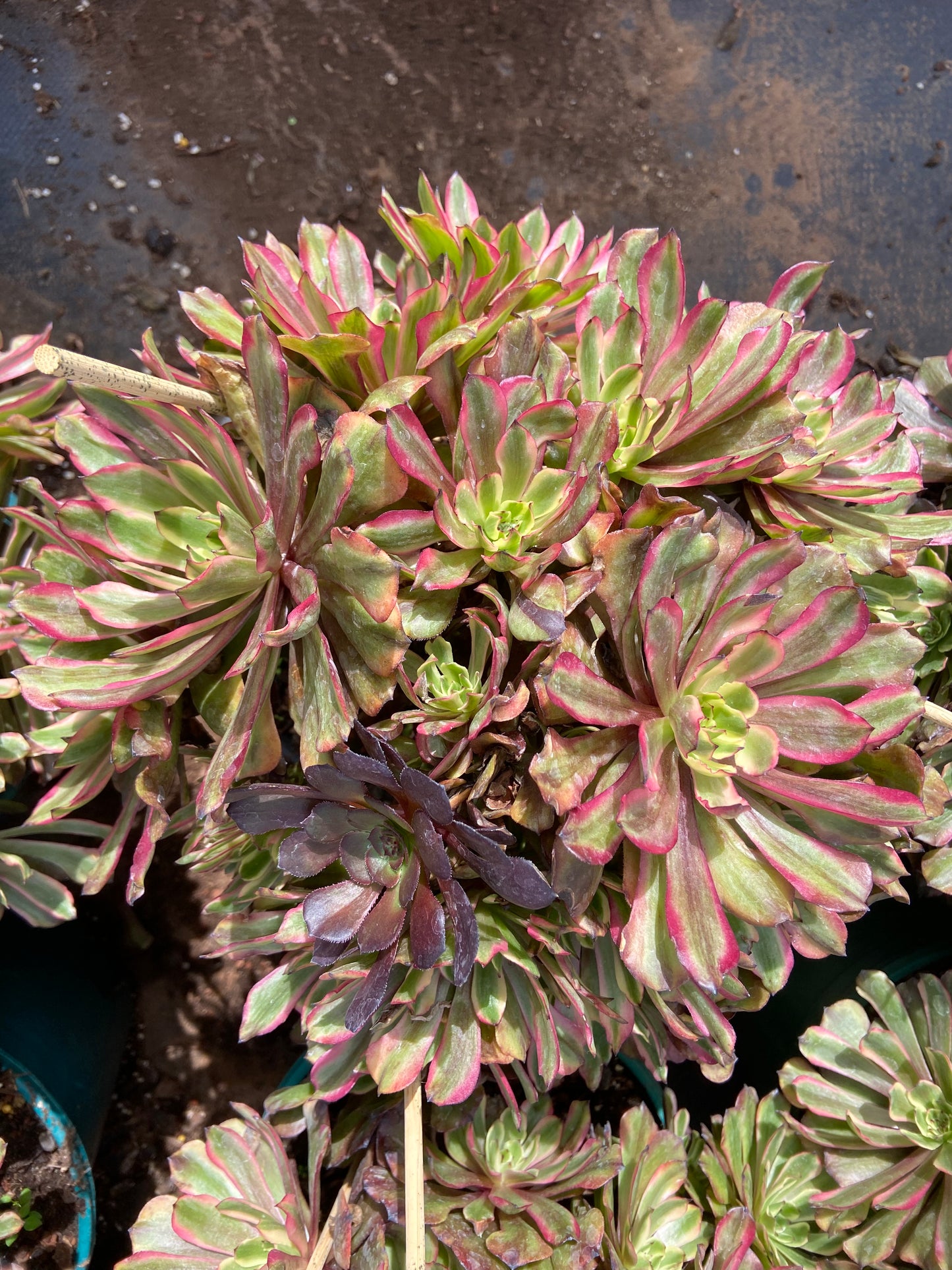 Aeonium Purple magic variegated