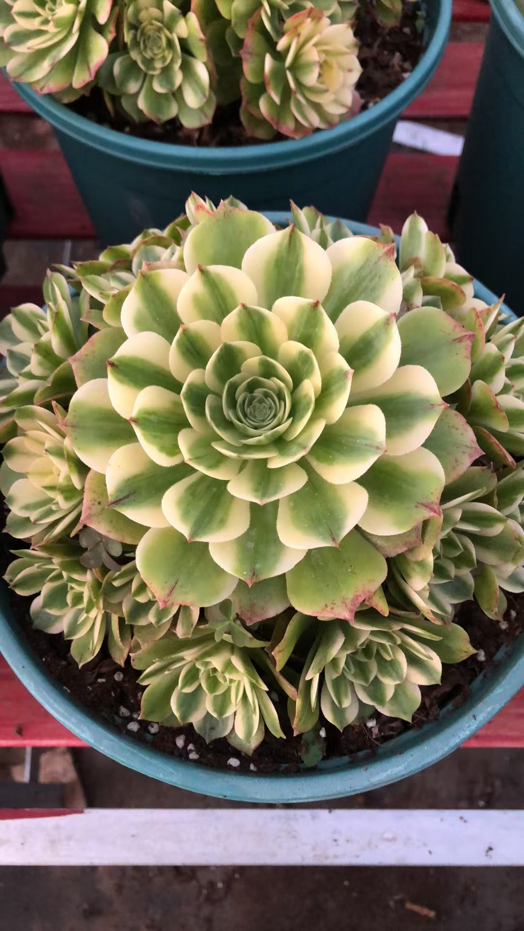 Aeonium Elizabeth variegated