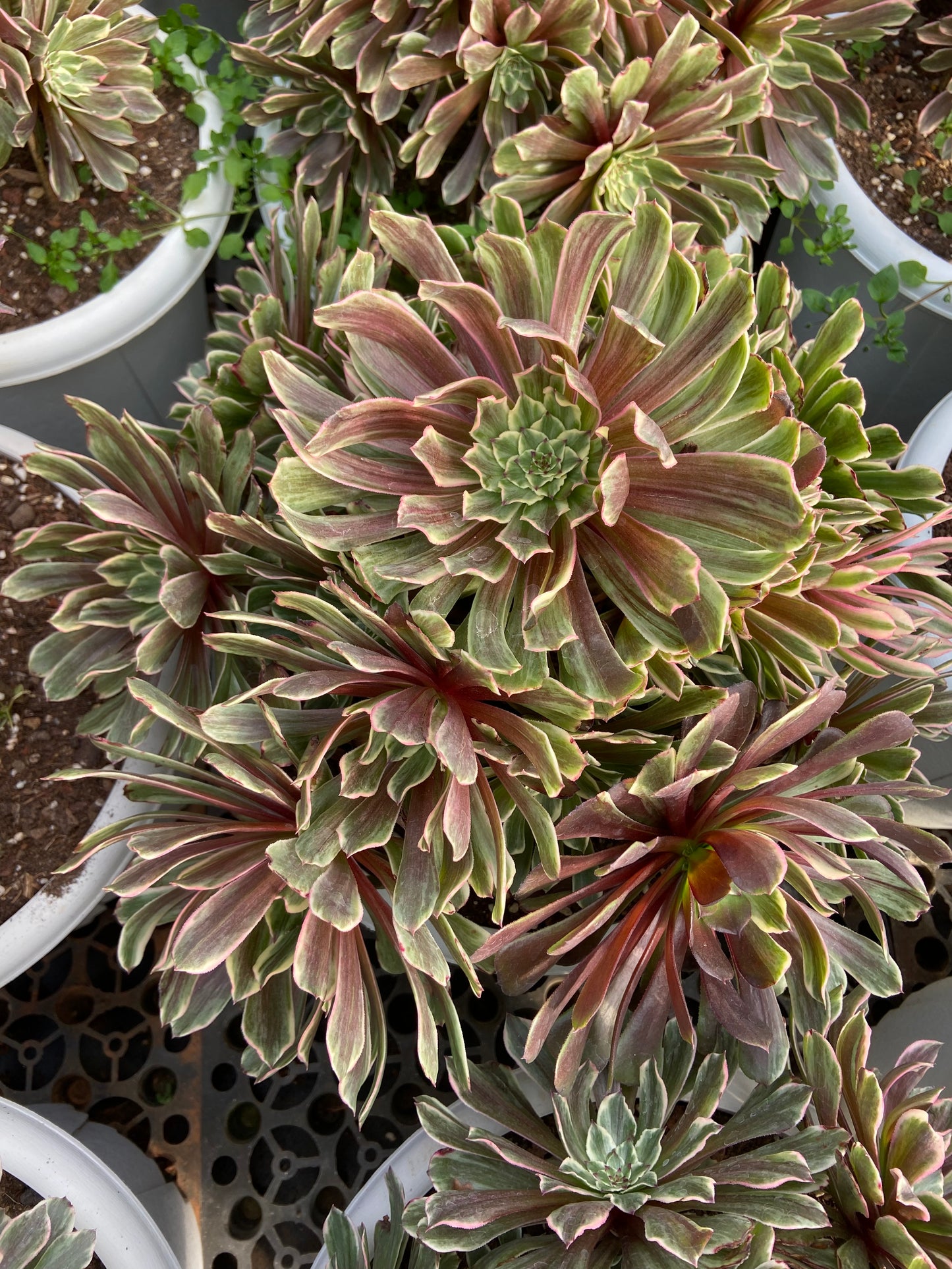 Aeonium Maggie Fairy variegated