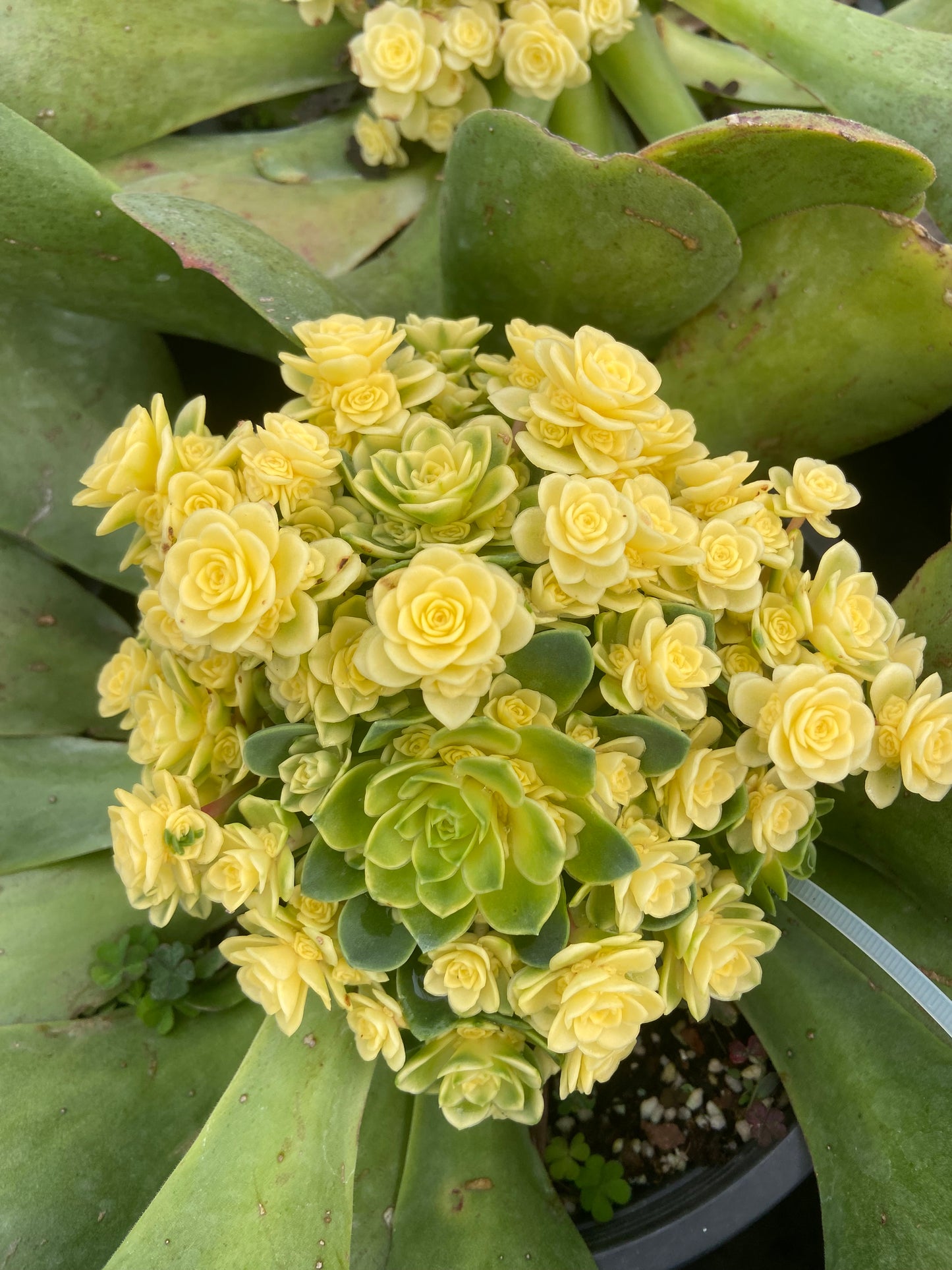 Aeonium cat eyes variegated