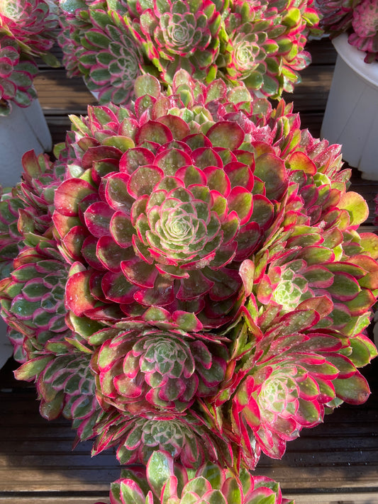 Aeonium peacock variegated
