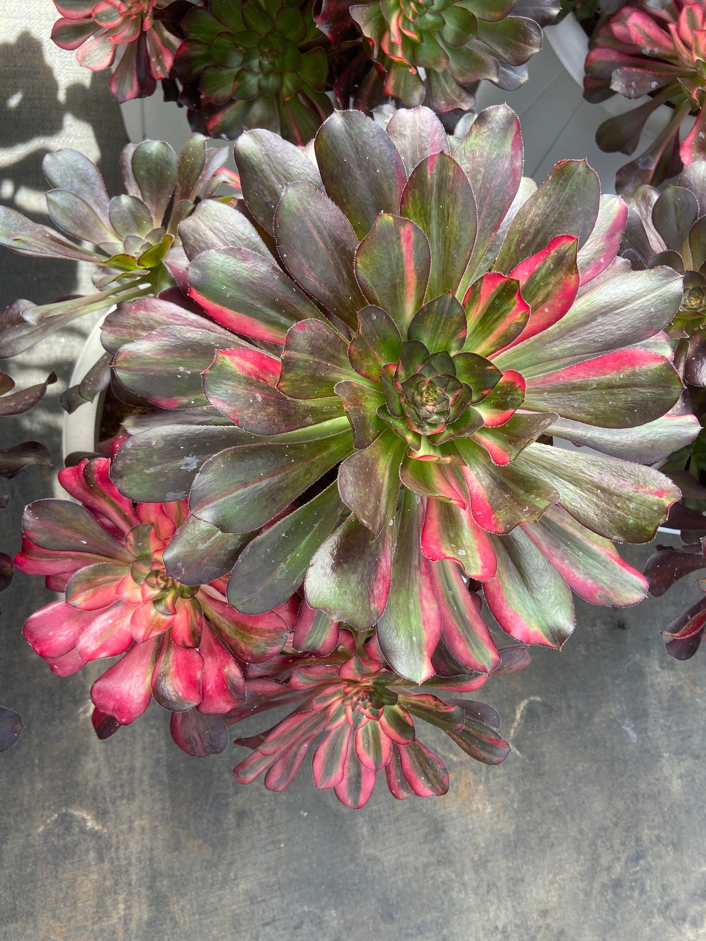 Aeonium Rainbow chanel variegated