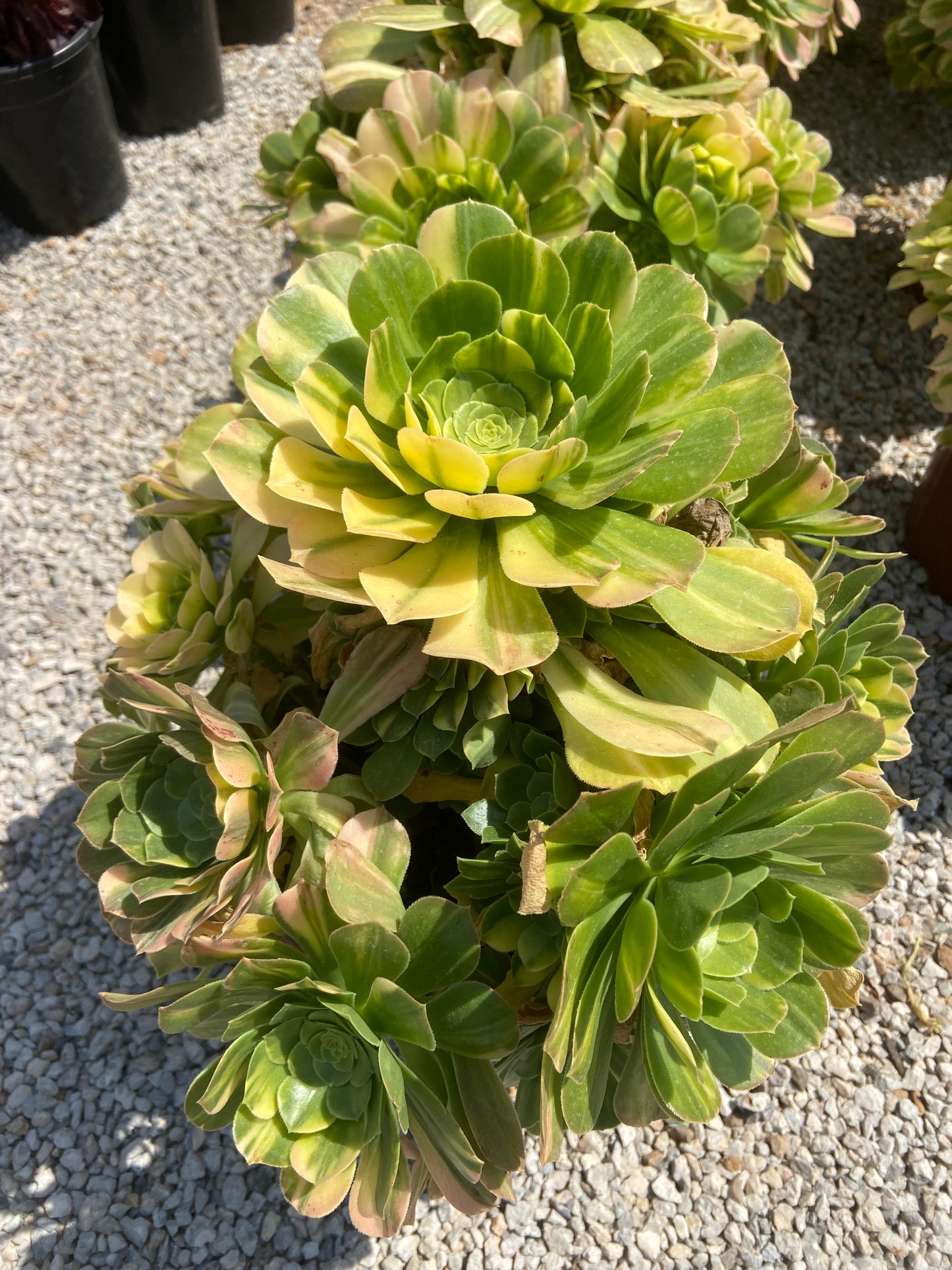 Aeonium  Rainbow emerald variegated