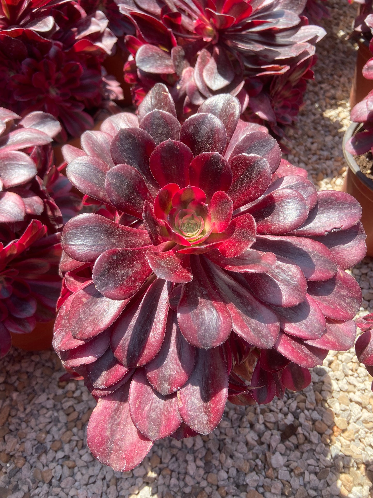 Aeonium Medusa variegated