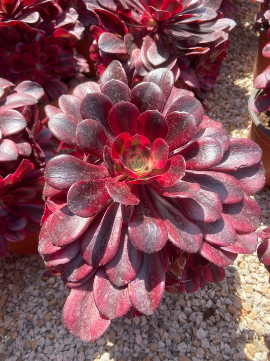 Aeonium Medusa variegated