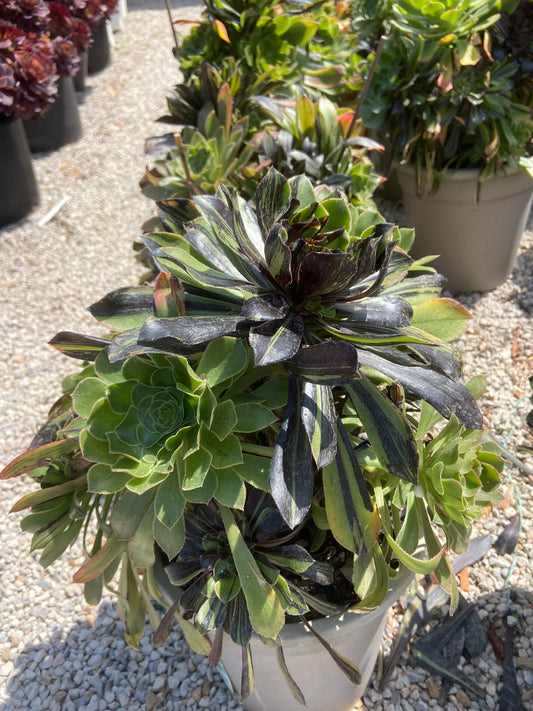 Aeonium Bigbang variegated