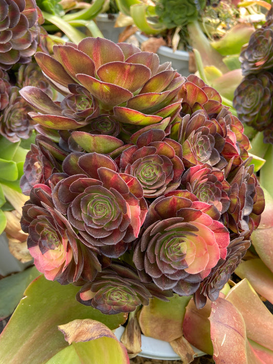 Aeonium Rainbow Green Medusa variegateg