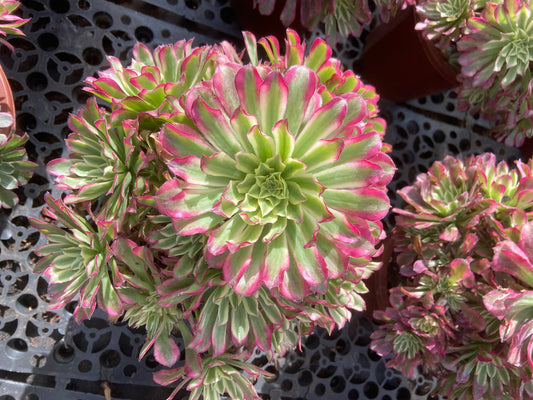 Aeonium green fairy variegated