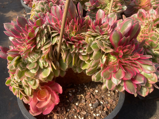 Aeonium Halloween red variegated crested