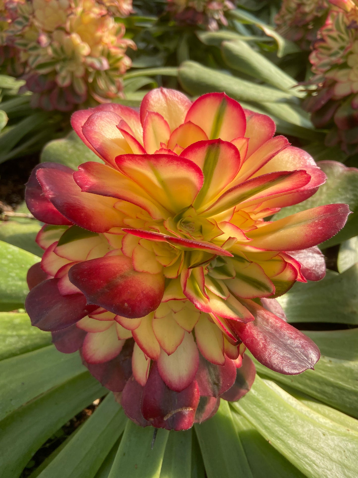 Aeonium Halloween red variegated