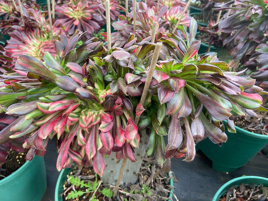 Aeonium Rainbow Chanel variegated crested