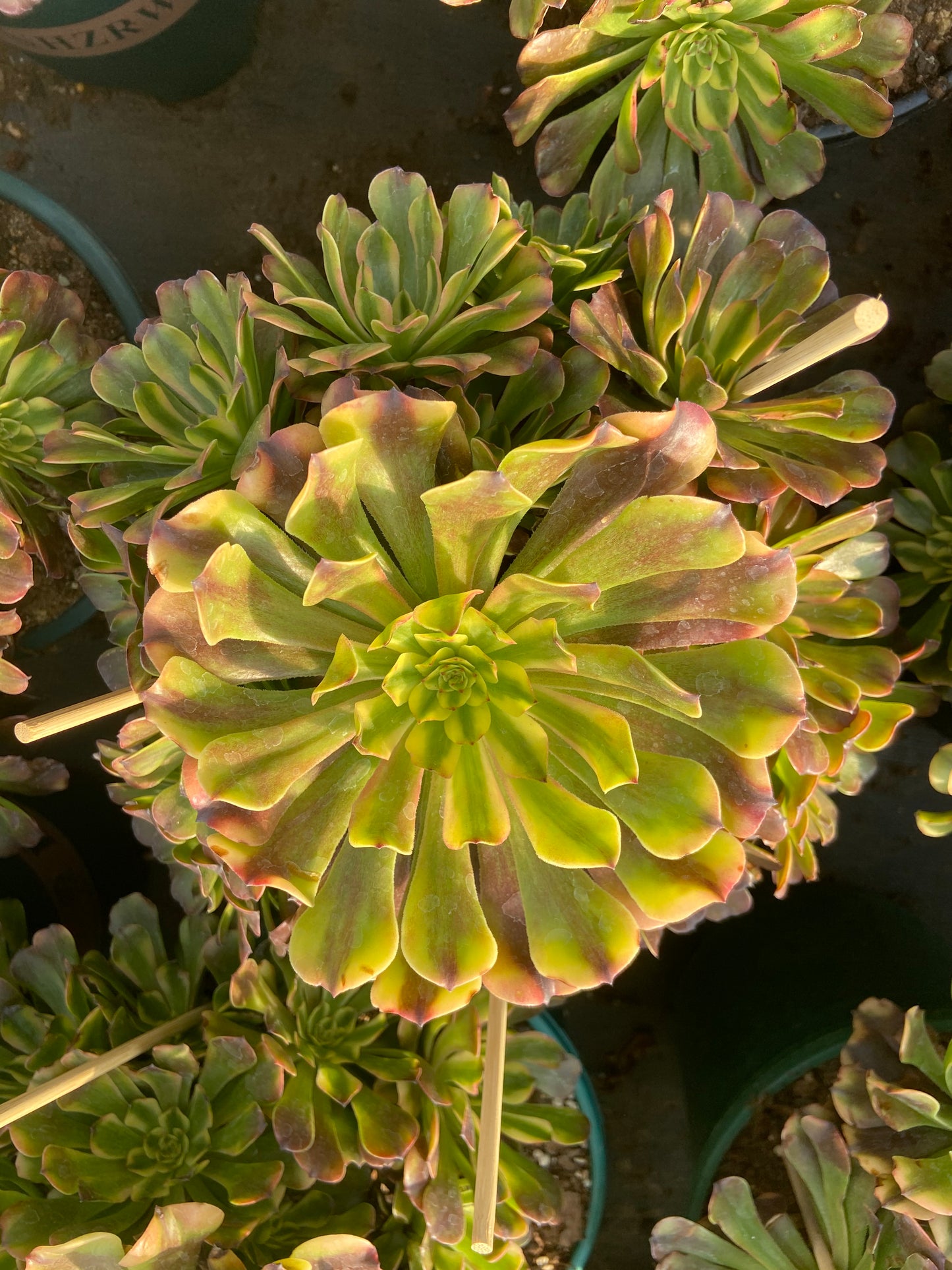 Aeonium Pink diamond variegated