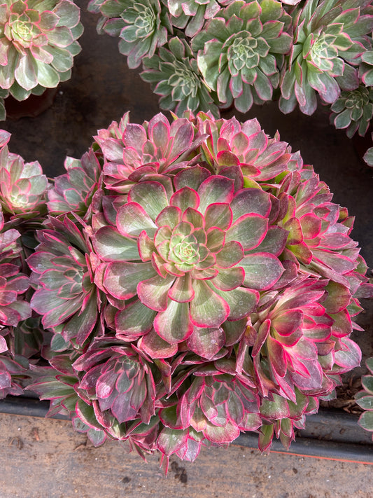 Aeonium lotus variegated