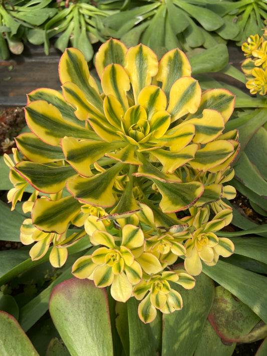 Aeonium Sun God  variegated