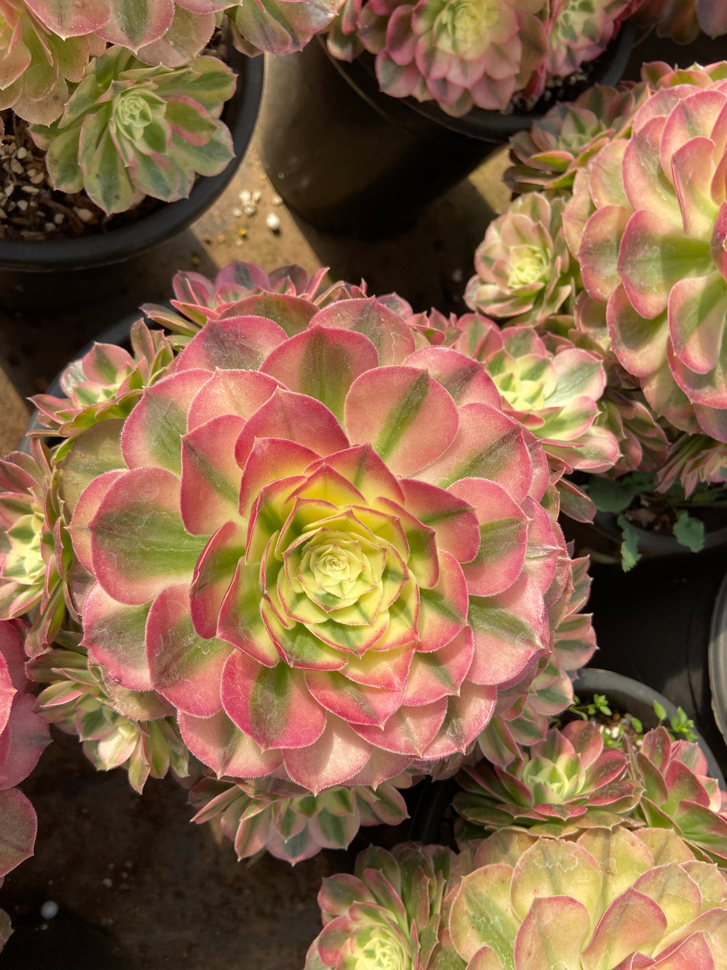 Aeonium Halloween pink variegated