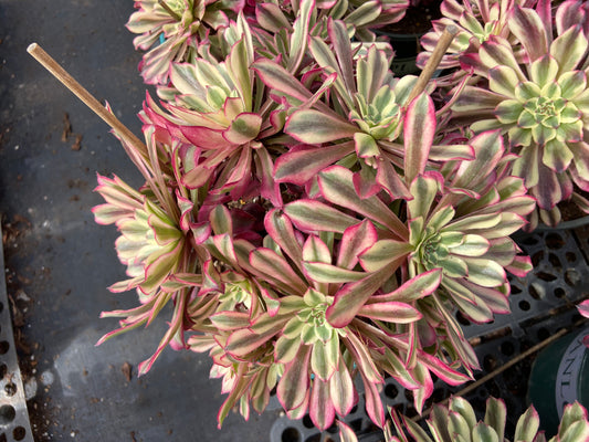 Aeonium watercolor paint variegated