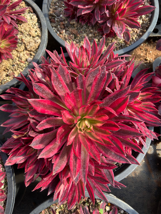 Aeonium phoenix variegated