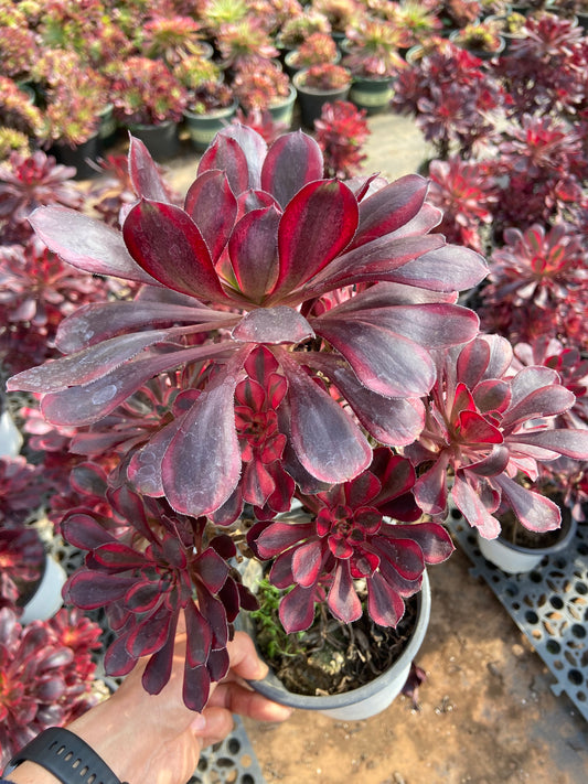 Aeonium Lina variegated