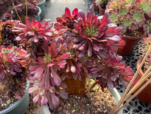 Aeonium Hongyan variegated crested