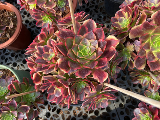 Aeonium Supperbang  variegated