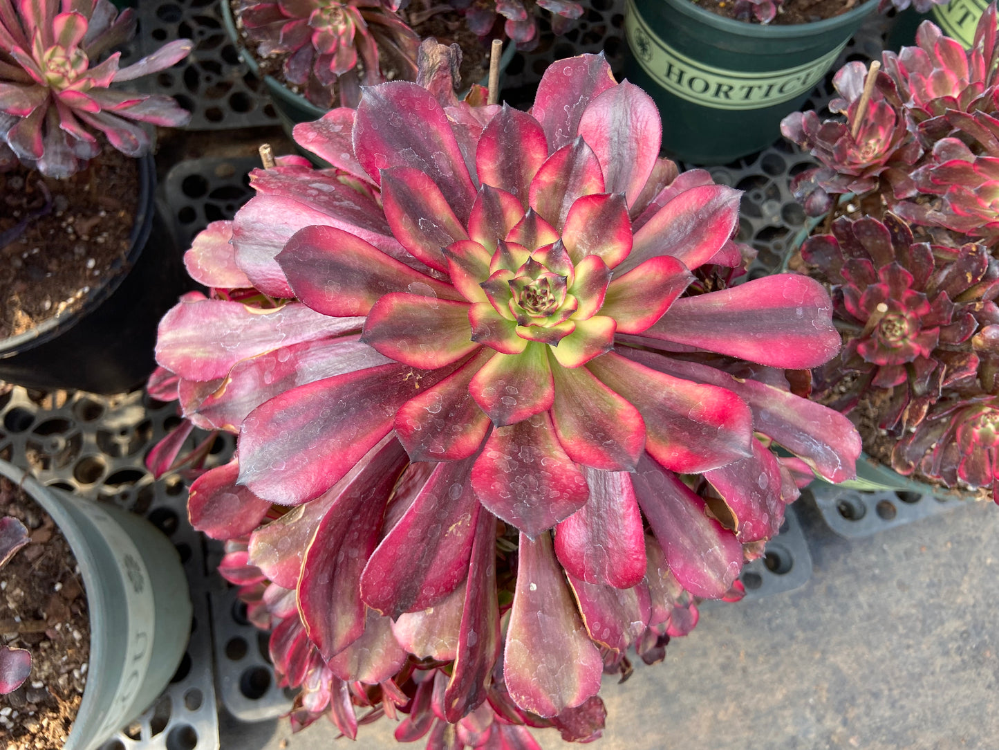 Aeonium Maggie variegated