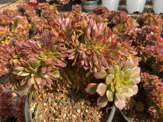 Aeonium Linglang variegated crested