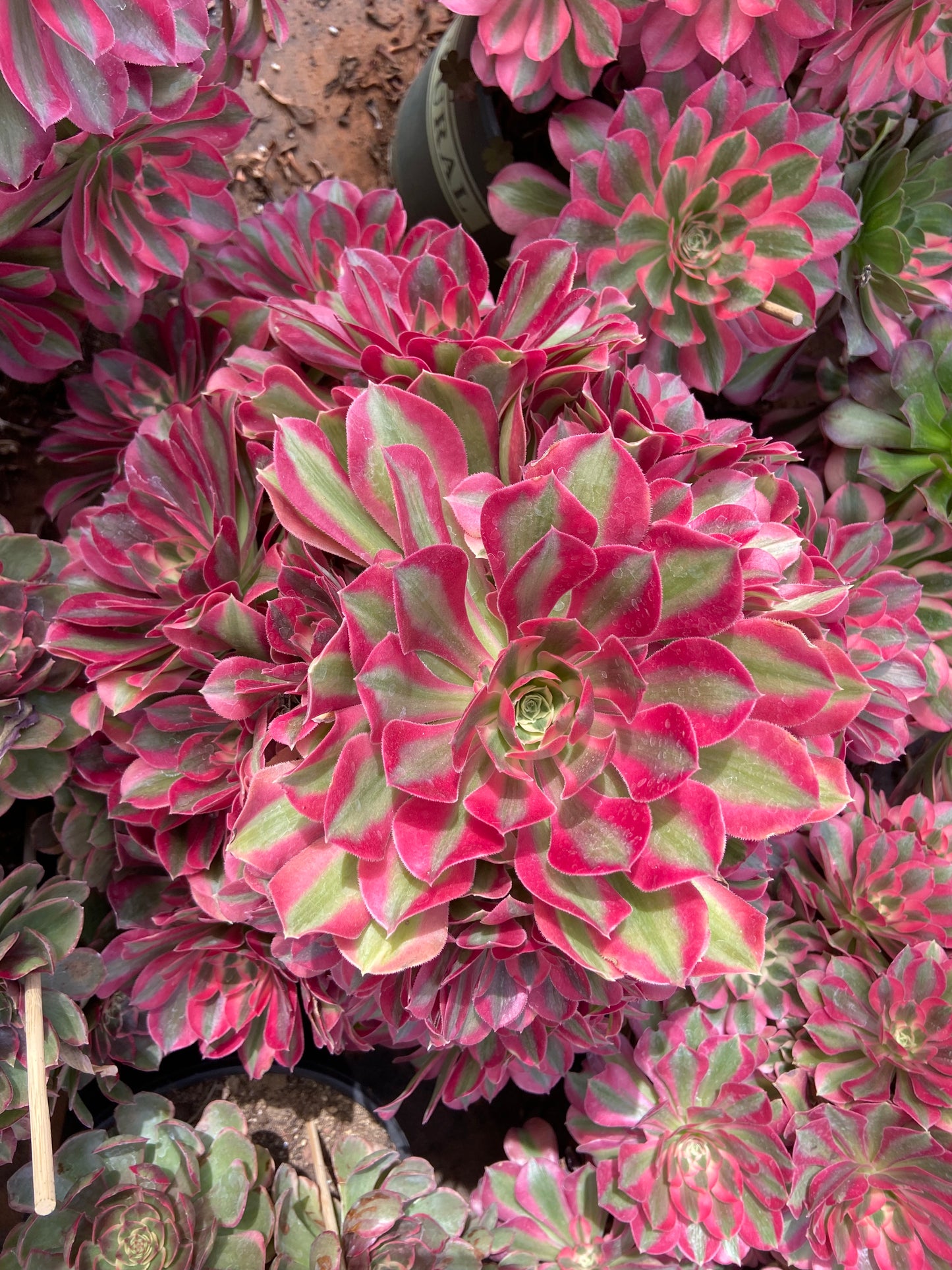 Aeonium Pink lady variegated