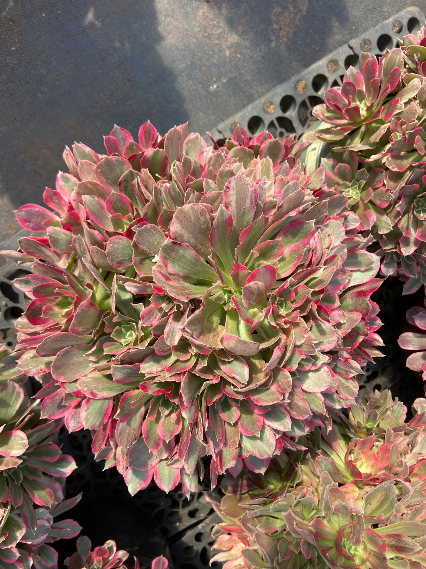 Aeonium Pink angle variegated