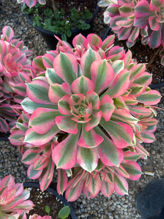 Aeonium White witch variegated