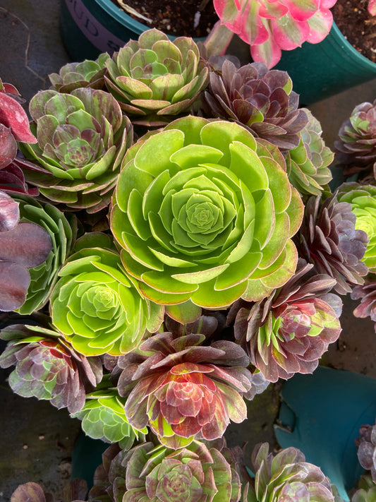 Aeonium Flower Moon Night variegated