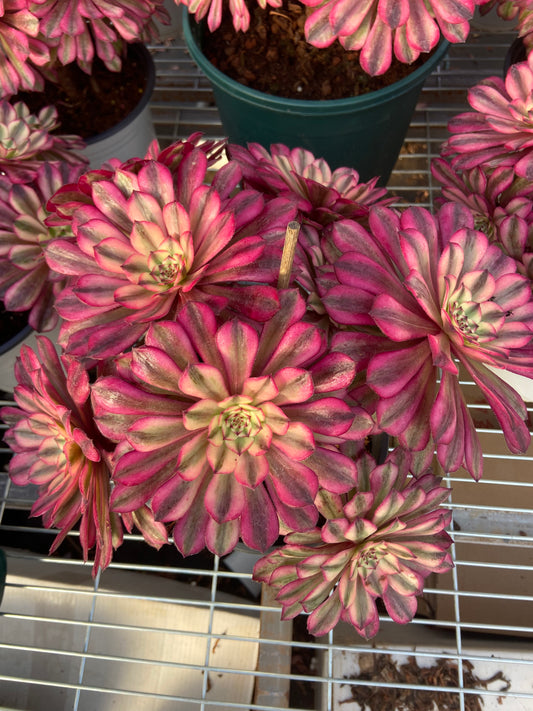 Aeonium Prophet Fairy variegated