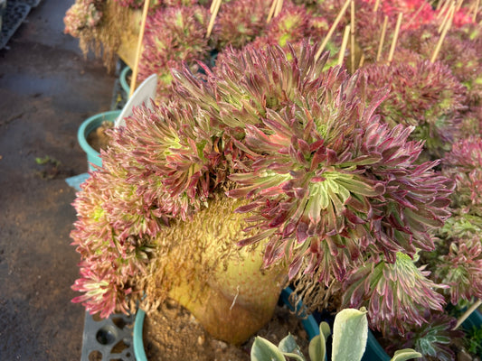 Aeonium chrysanthemum variegated crested