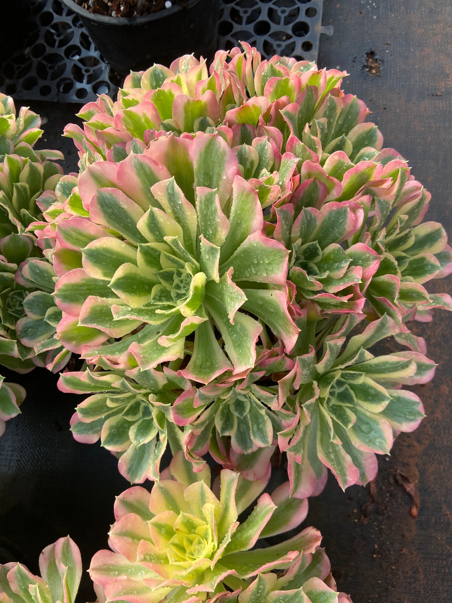 Aeonium  Wave Colored variegated