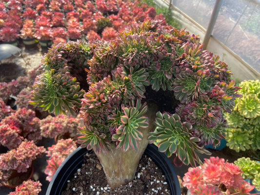 Aeonium morning glow variegated  crested