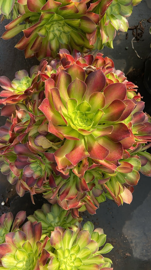 Aeonium shaohua  variegated