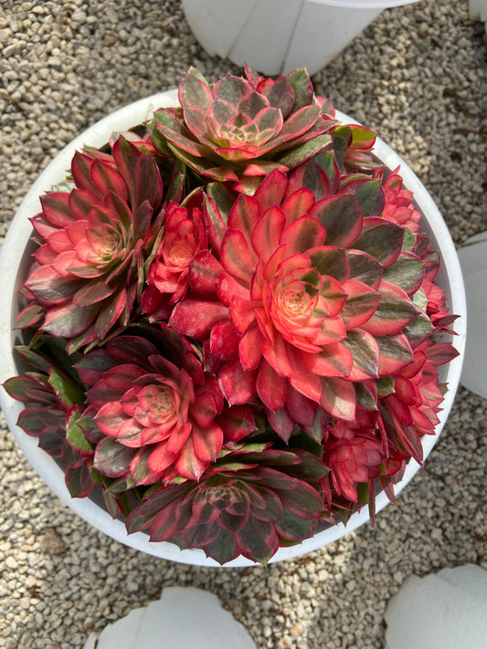 Aeonium Evil Eye variegated