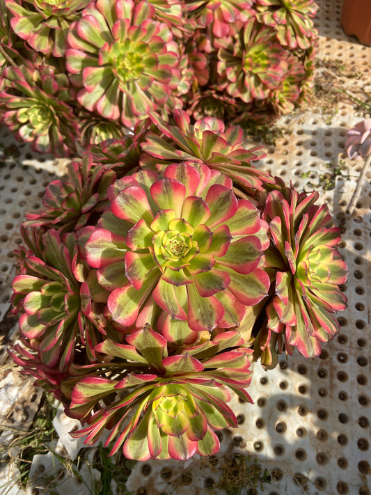 Aeonium pink Maggie variegated