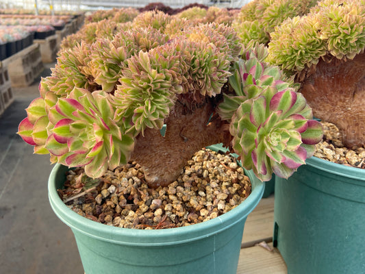 Aeonium colorful rain variegated crested