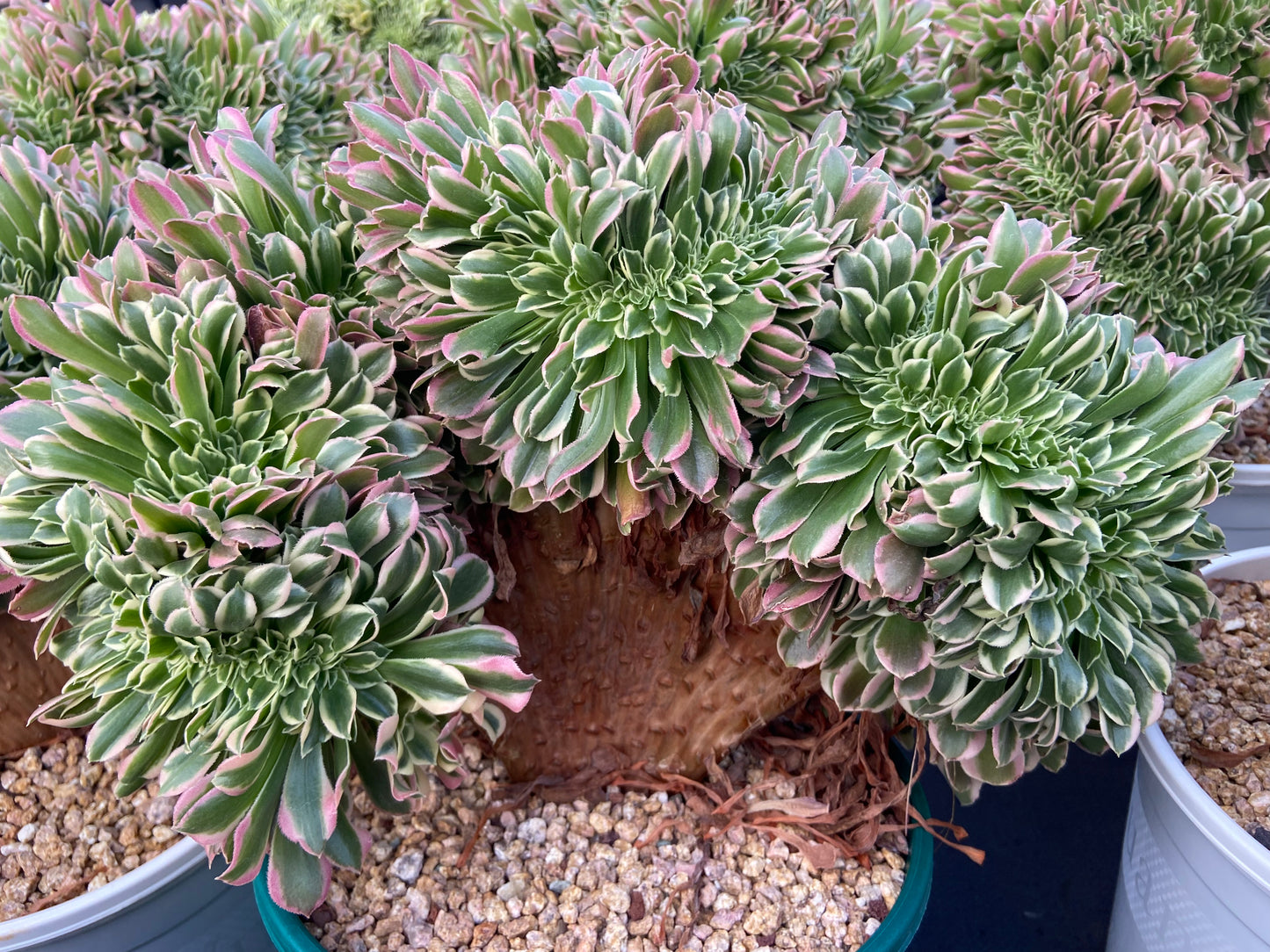 Aeonium Wave Colored rain variegated crested