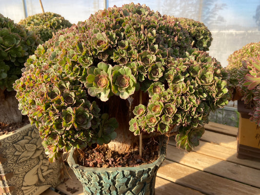 Aeonium Halloween variegated crested