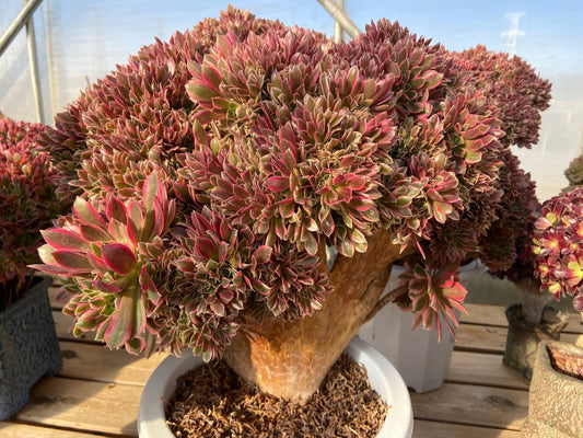 Aeonium Goddess  variegated crested