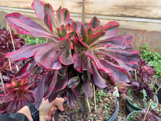 Aeonium Voodoo variegated crested