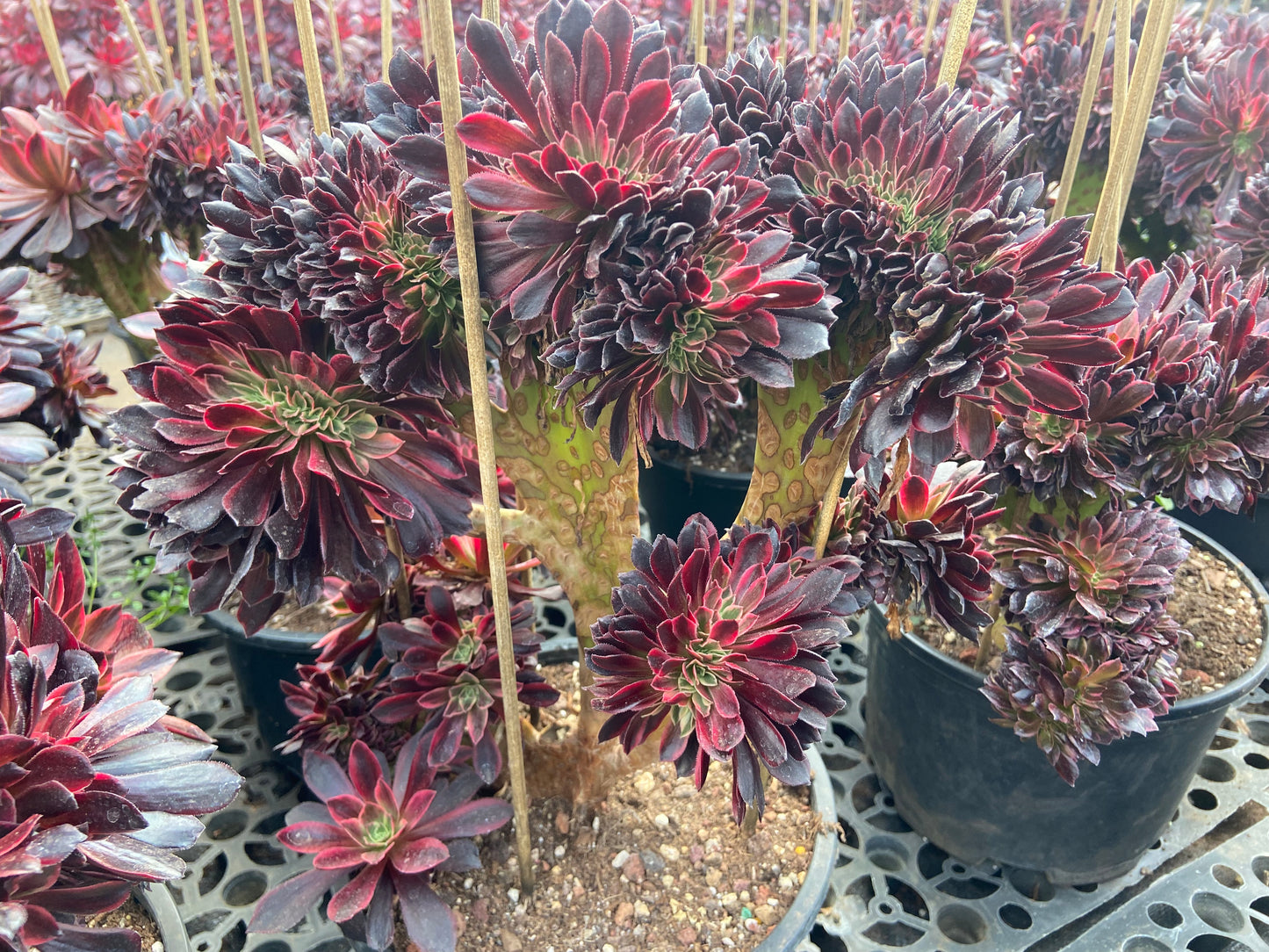 Aeonium red wedding dress variegated crested