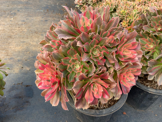 Aeonium golden light variegated